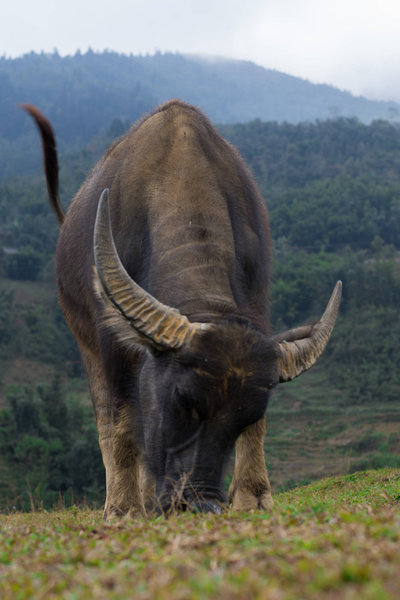 Australian Buffalo Ox Background