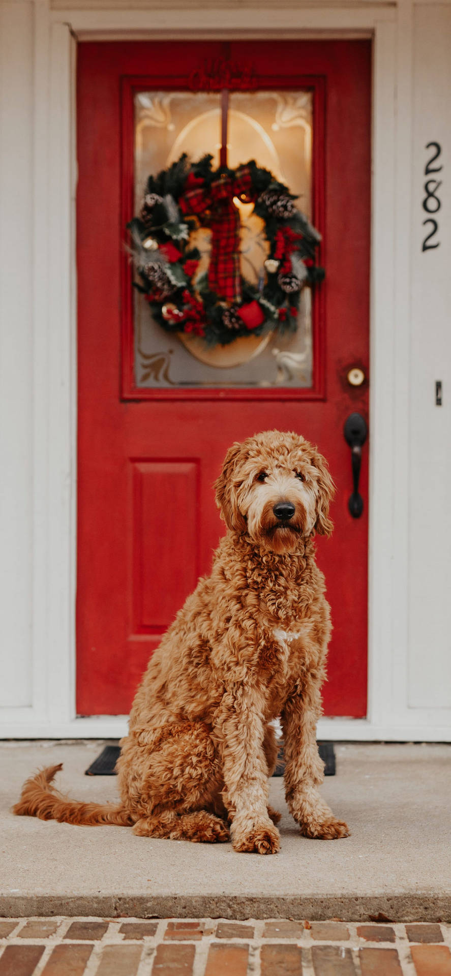 Australian Christmas Dog