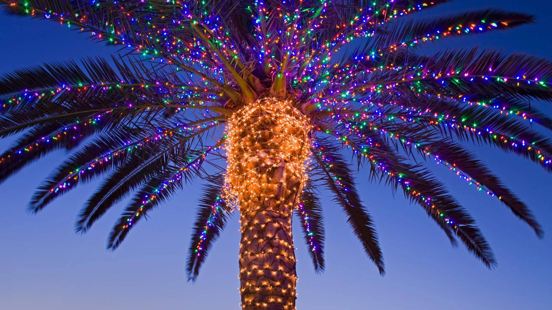 Australian Christmas Palm Tree