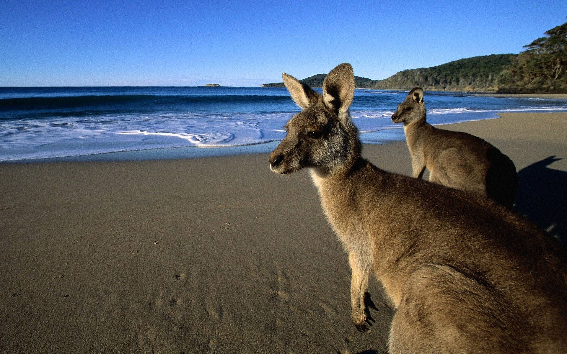 Australian Kangaroos At Sea Background