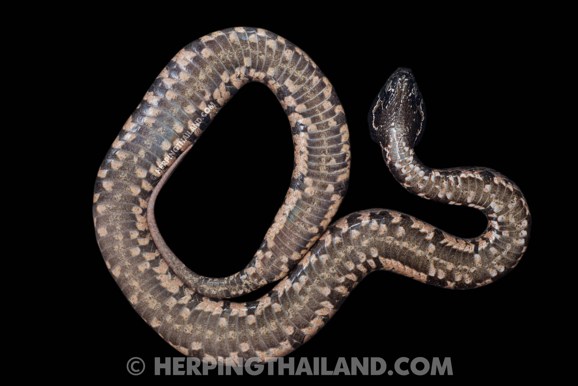 Australian Mountain Viper Eastern Racer