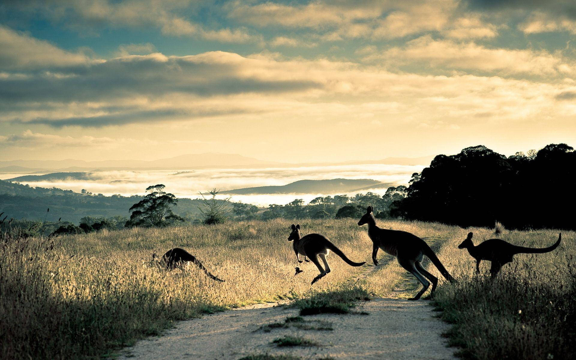 Australian Outback Crossing Kangaroo Background