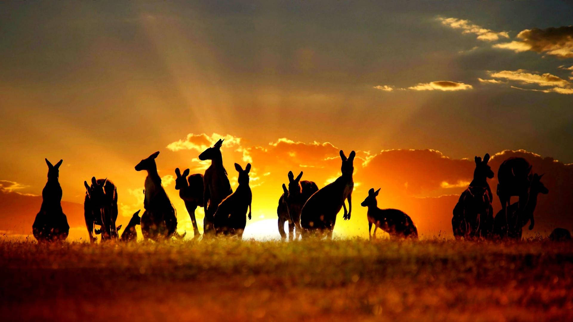 Australian Outback Kangaroo Silhouette Background