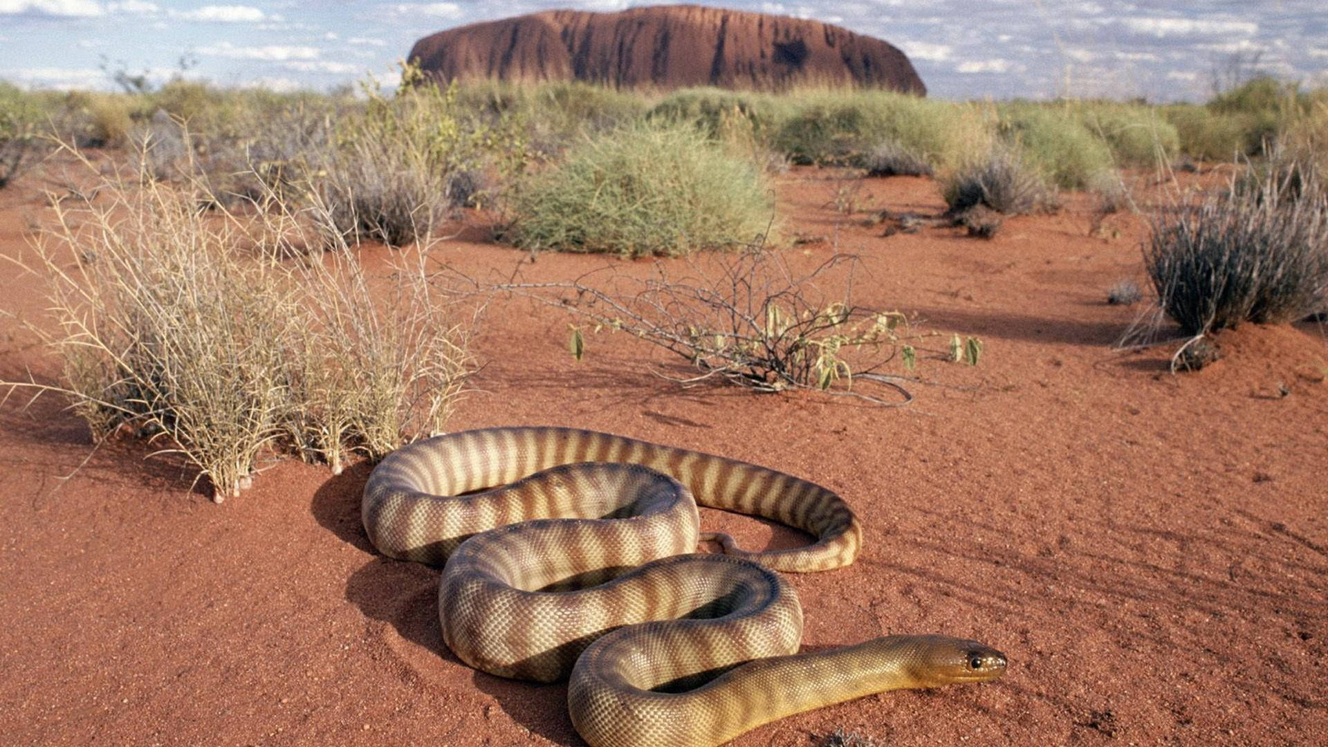 Australian Outback Snake Background