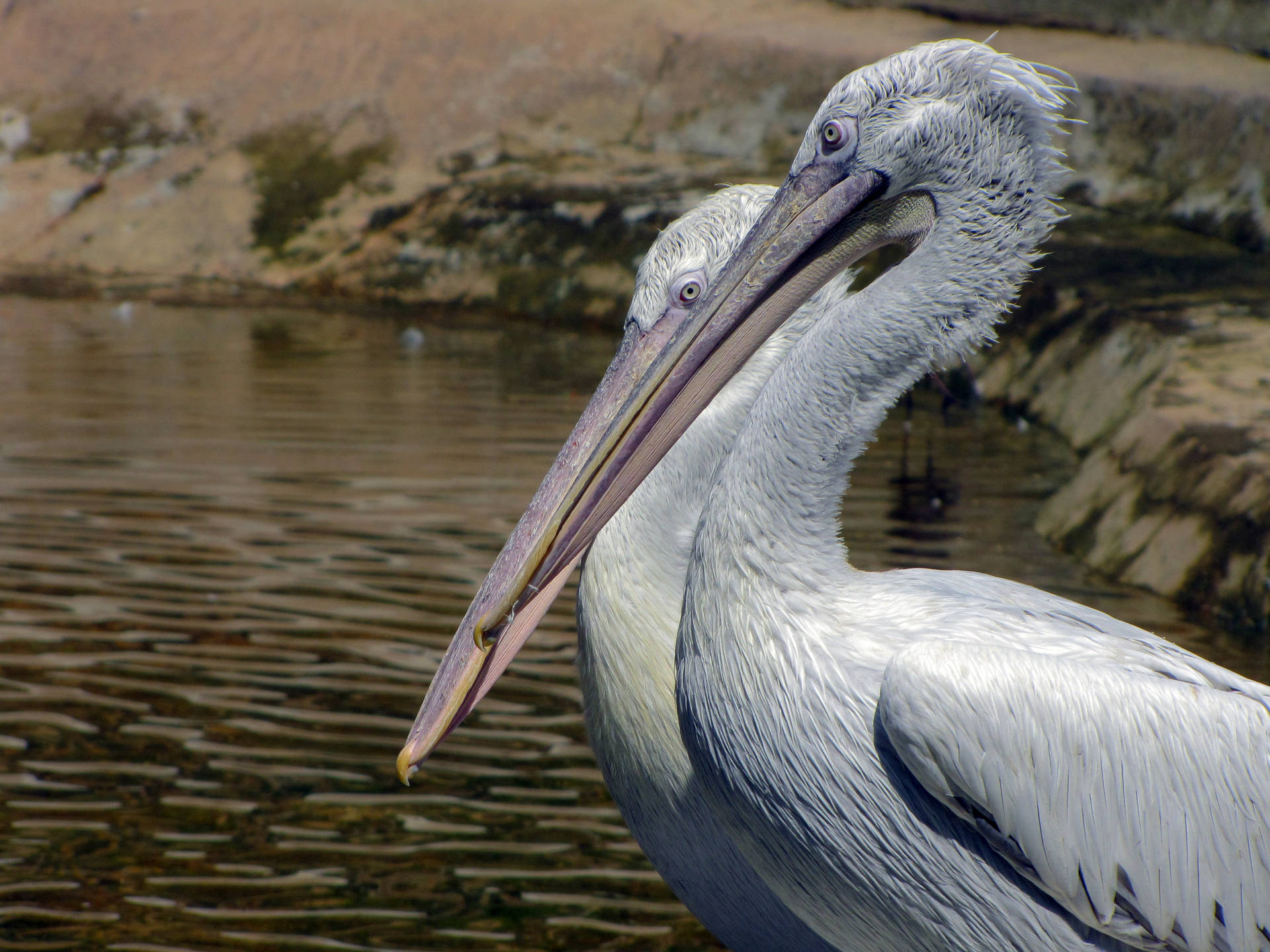 Australian Pelican Beautiful Birds Background