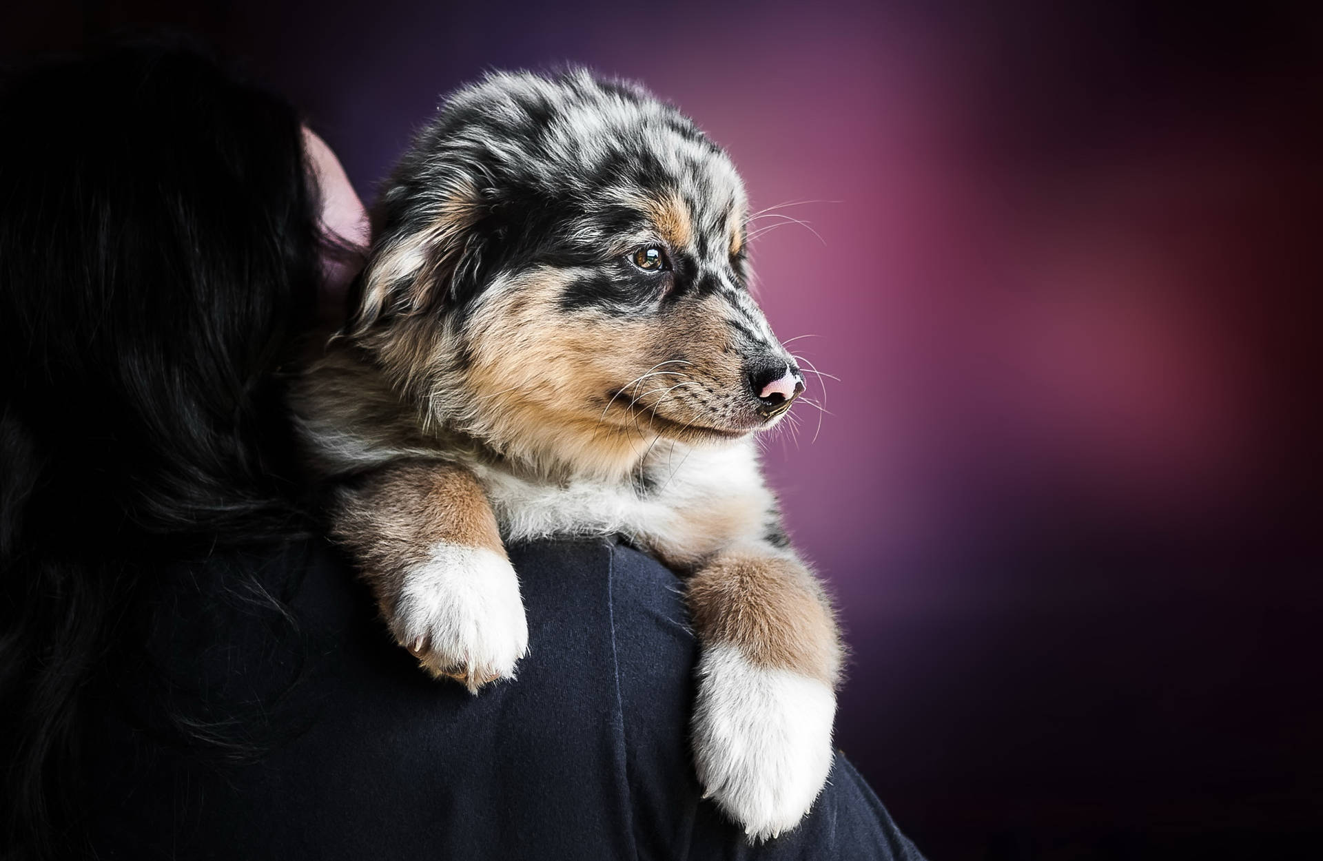 Australian Shepherd Cute Puppy Background