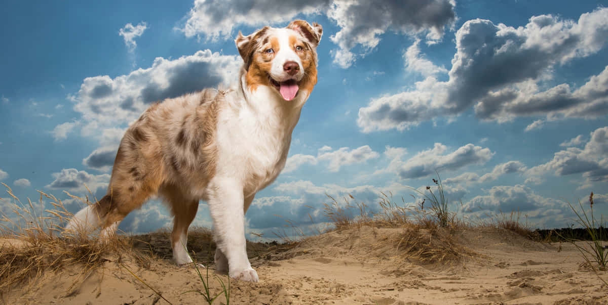 Australian Shepherd Dog Breeds In Desert