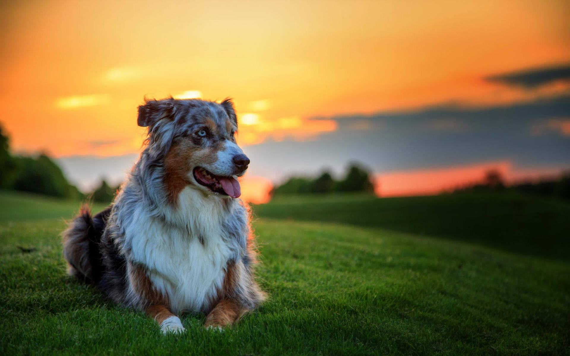 Australian Shepherd Sunset Glow Background