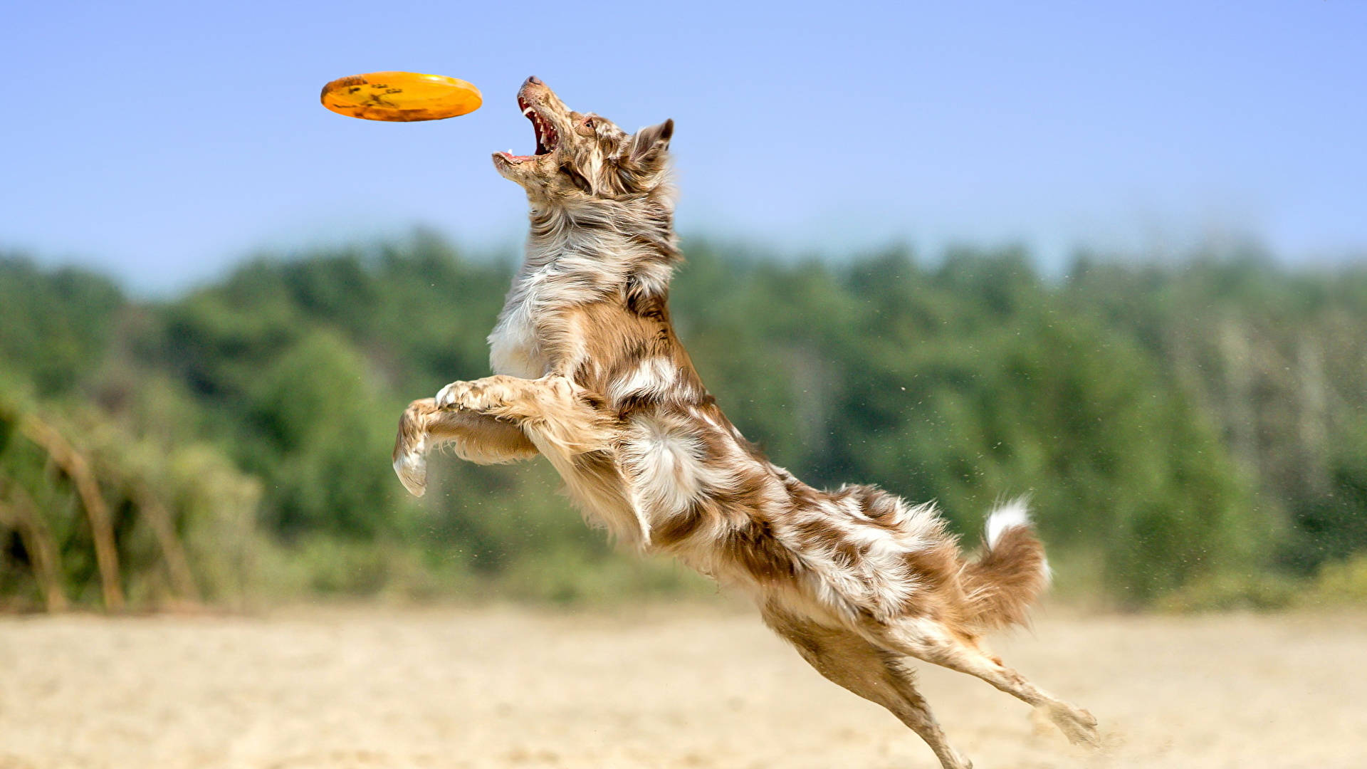 Australian Shepherd Ultimate Frisbee Background