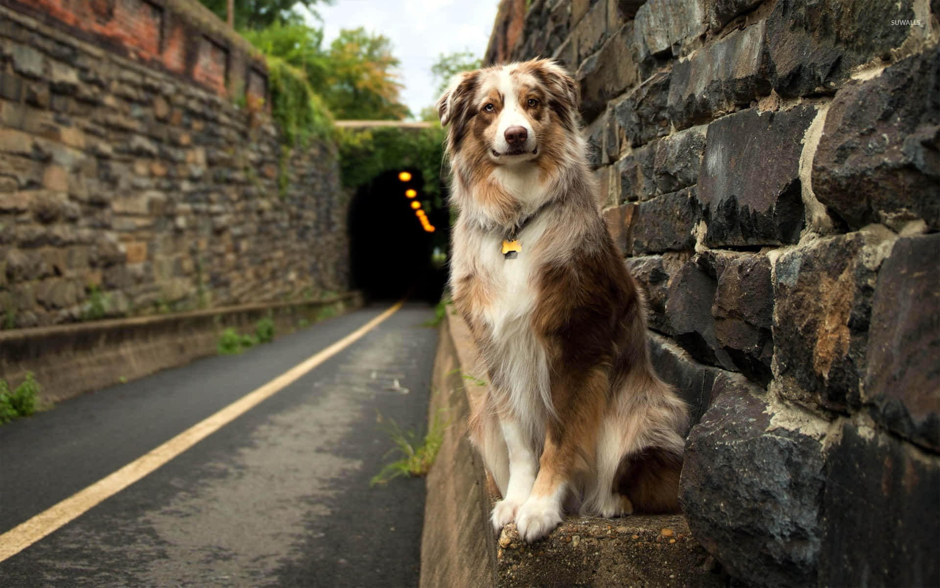 Australian Shepperd Dog Cute Animal Crossing Background