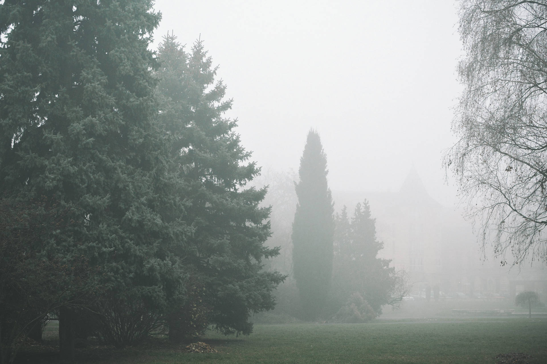 Authentic Foggy Forest Background