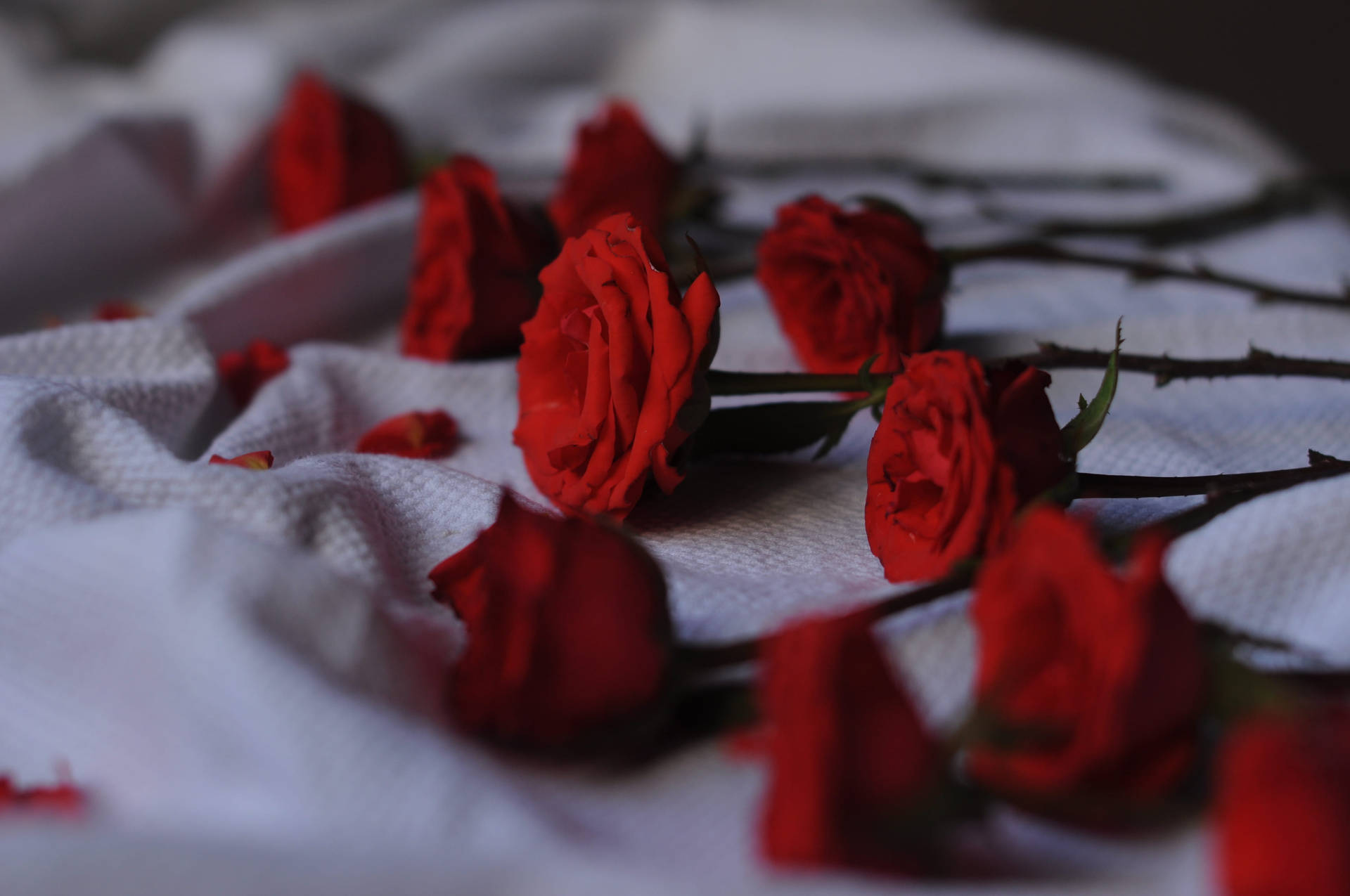 Authentic Red Roses