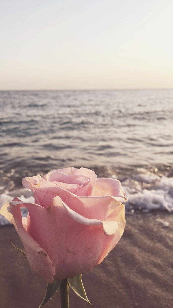 Authentic Rose By The Beach Background