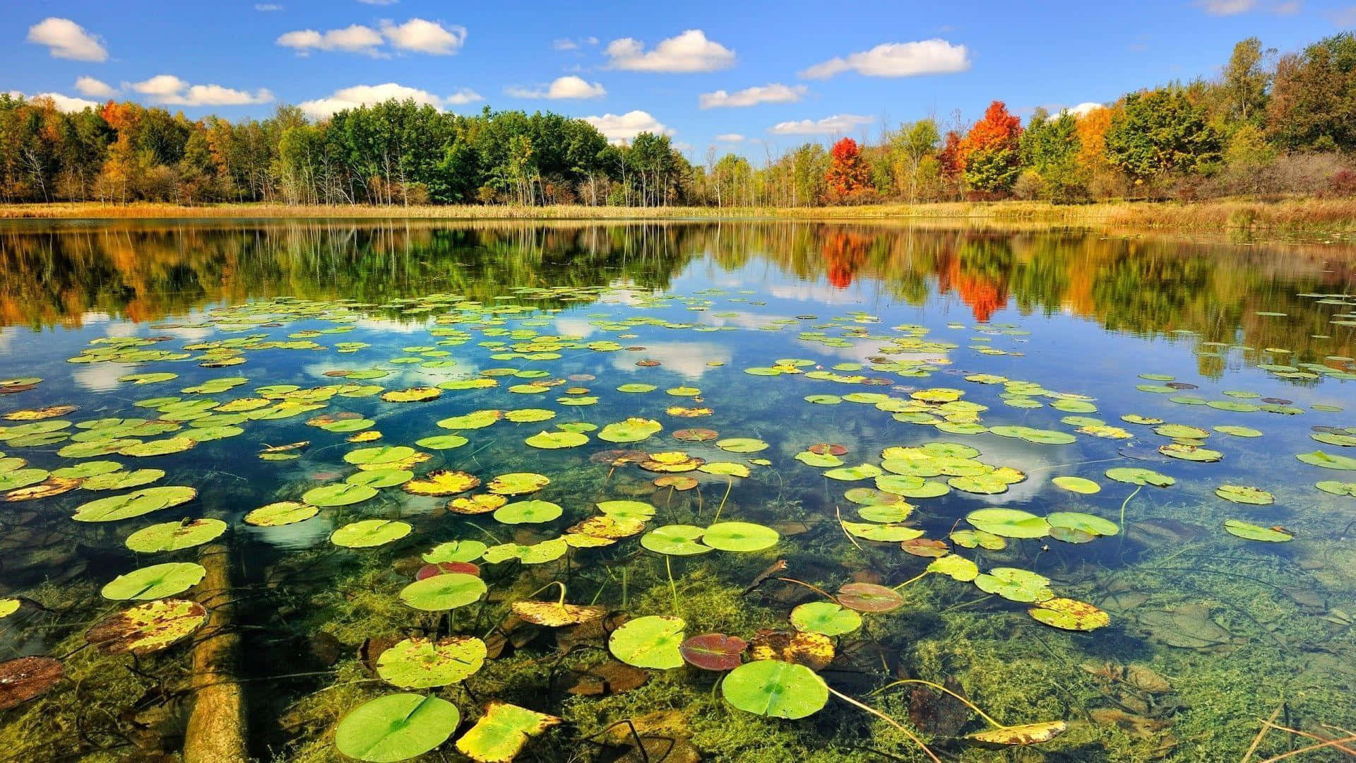 Autom Vibes With A Clean Pond Background