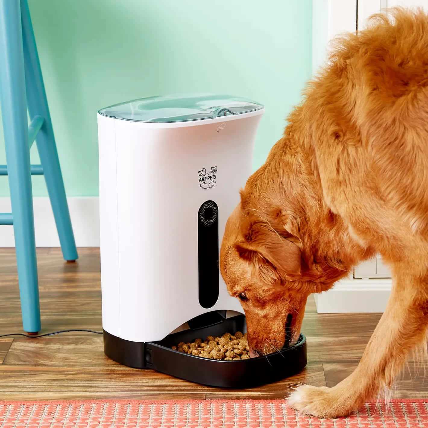 Automatic Feeder Feeding A Dog Background