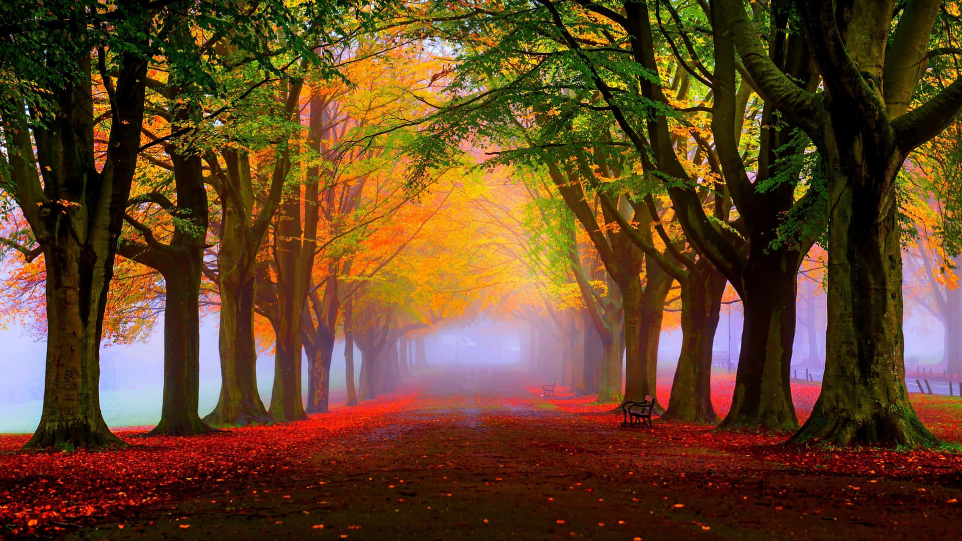 Autumn Alley Road Trees With Crimson Leaves Background