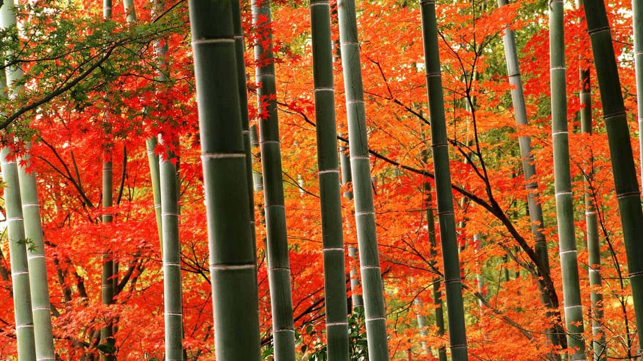 Autumn_ Bamboo_ Forest_ Glow Background