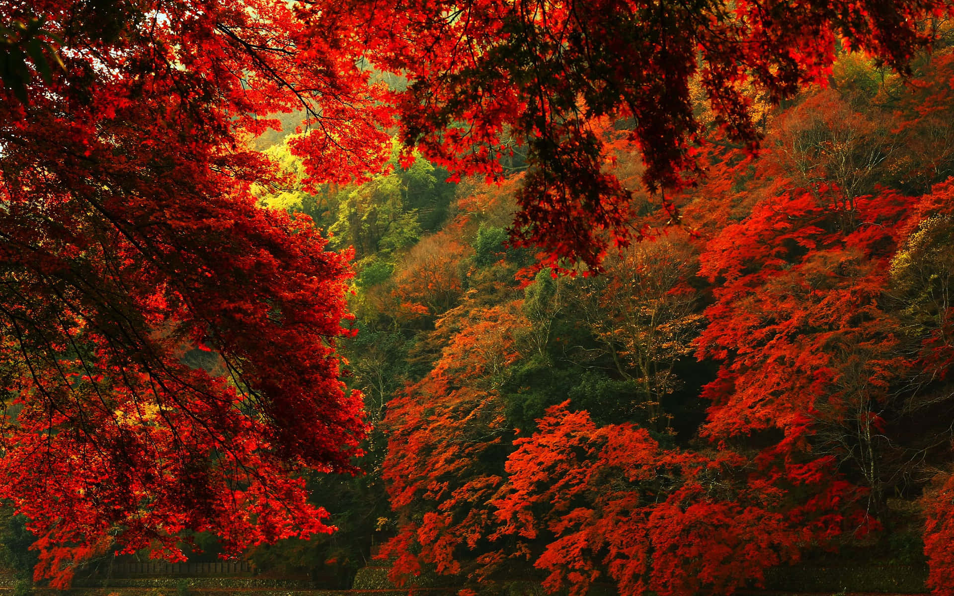 Autumn Blaze Forest Desktop Wallpaper Background