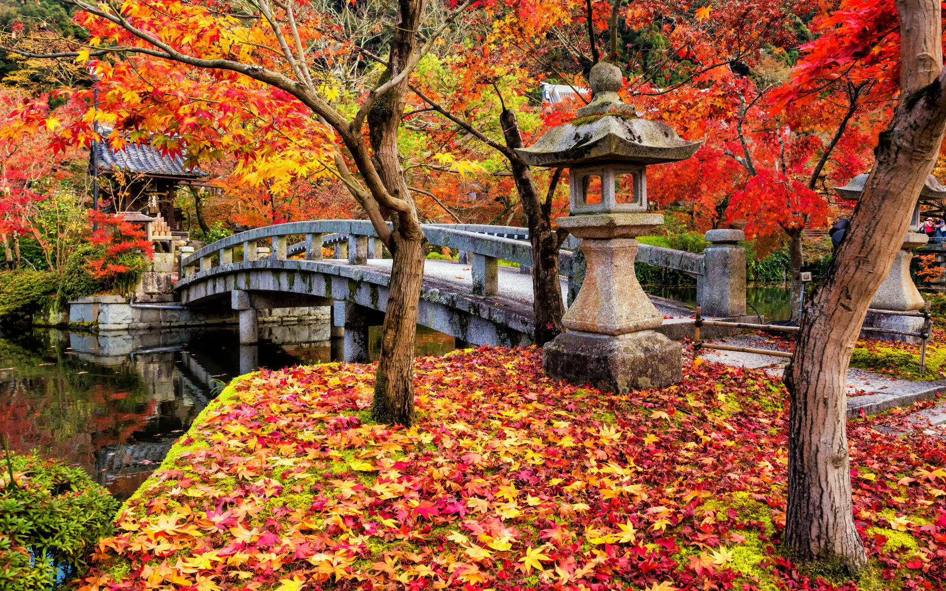 Autumn Bridge In Kyoto Background