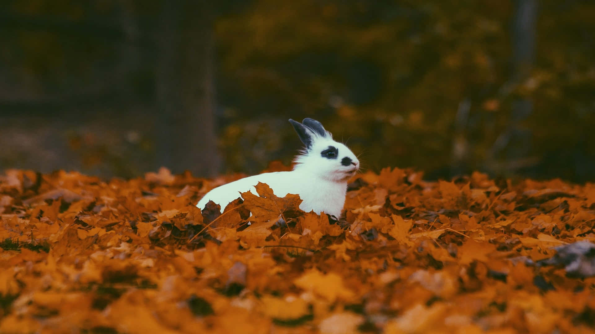 Autumn Bunny Amidst Fallen Leaves Background