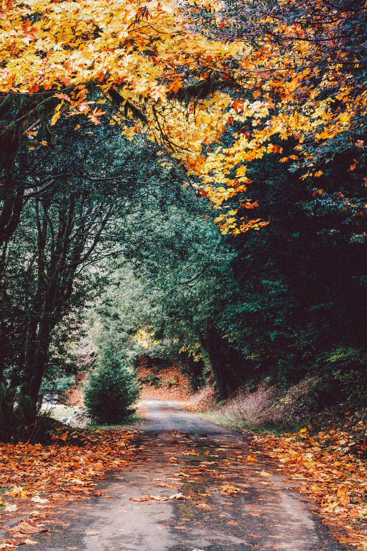 Autumn Canopy Road.jpg Background