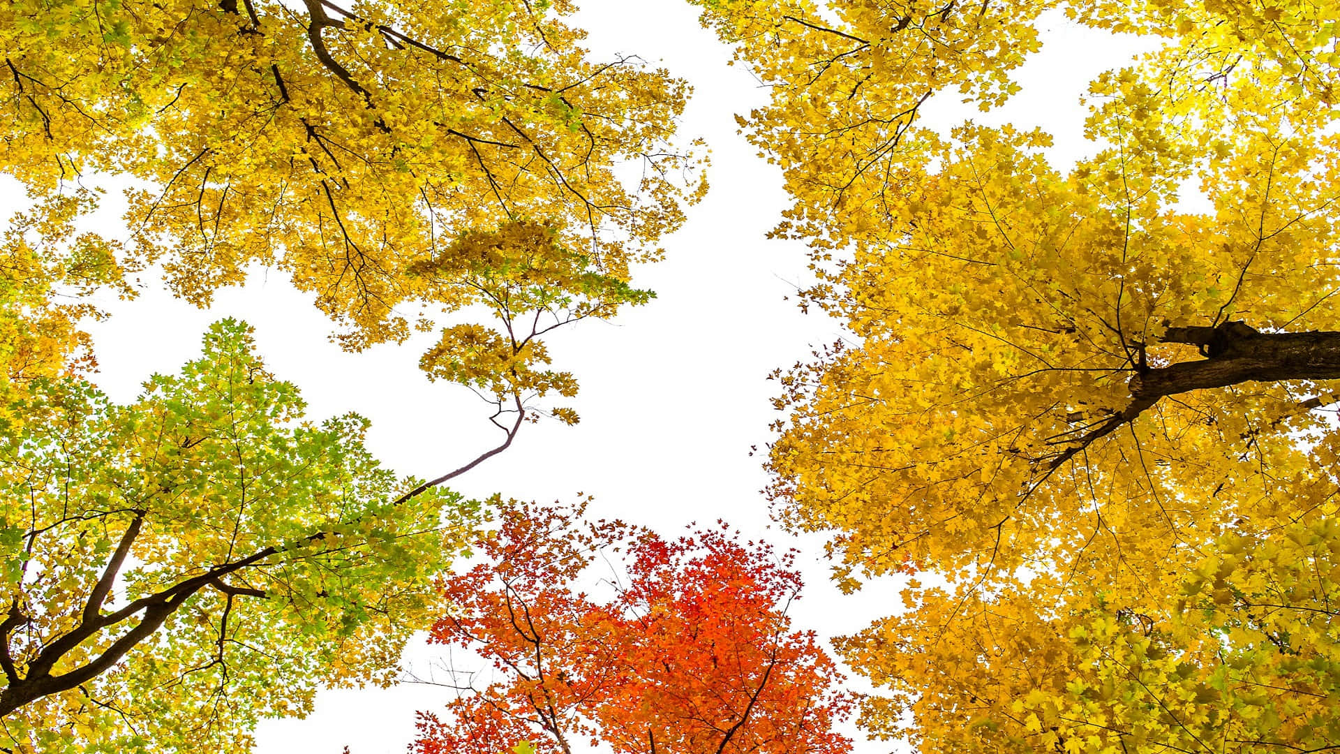 Autumn Canopy Splendor.jpg Background