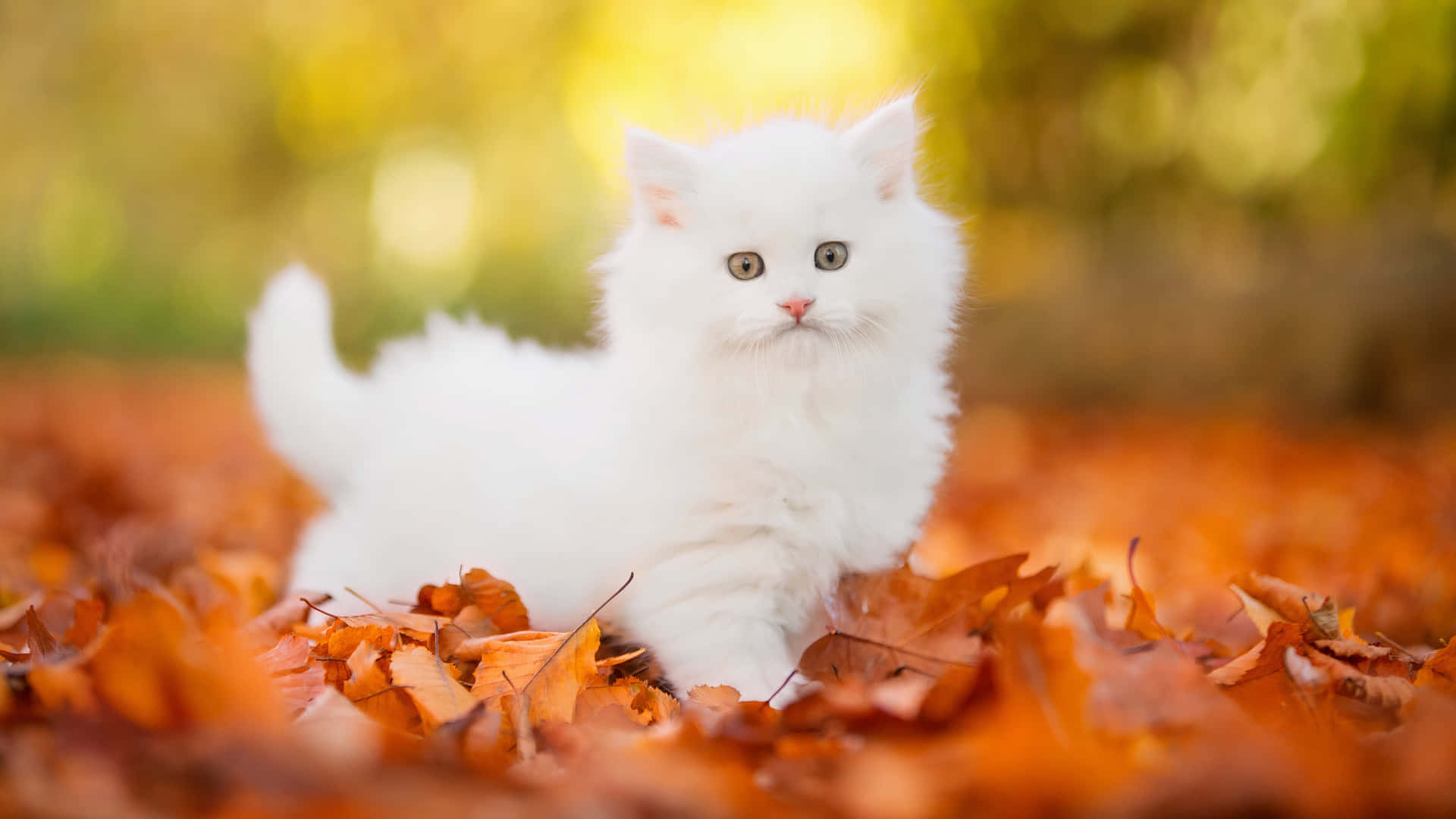 Autumn Cute Cat Pfp Background