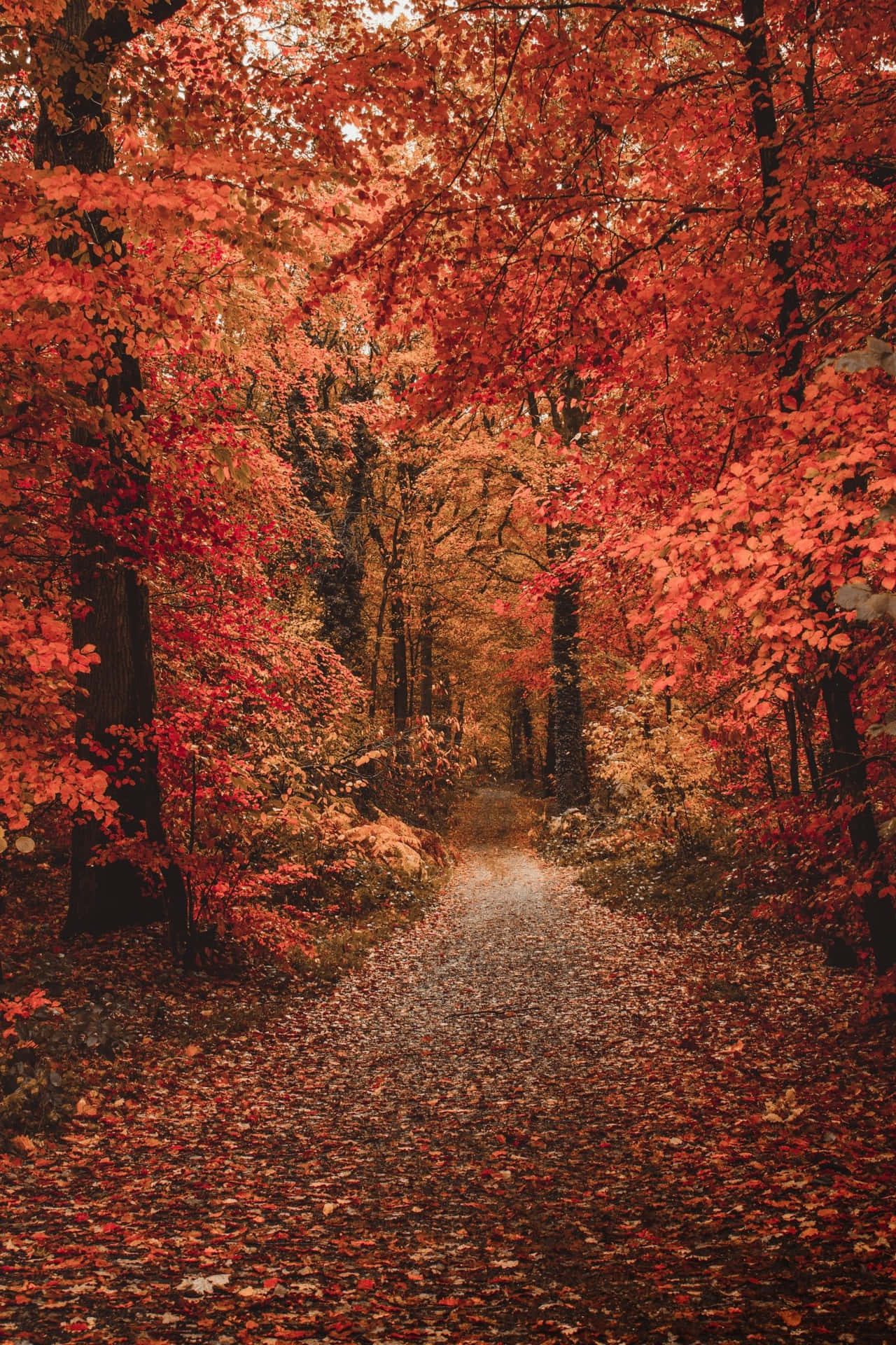 Autumn Days In All Their Vibrant Glory. Background