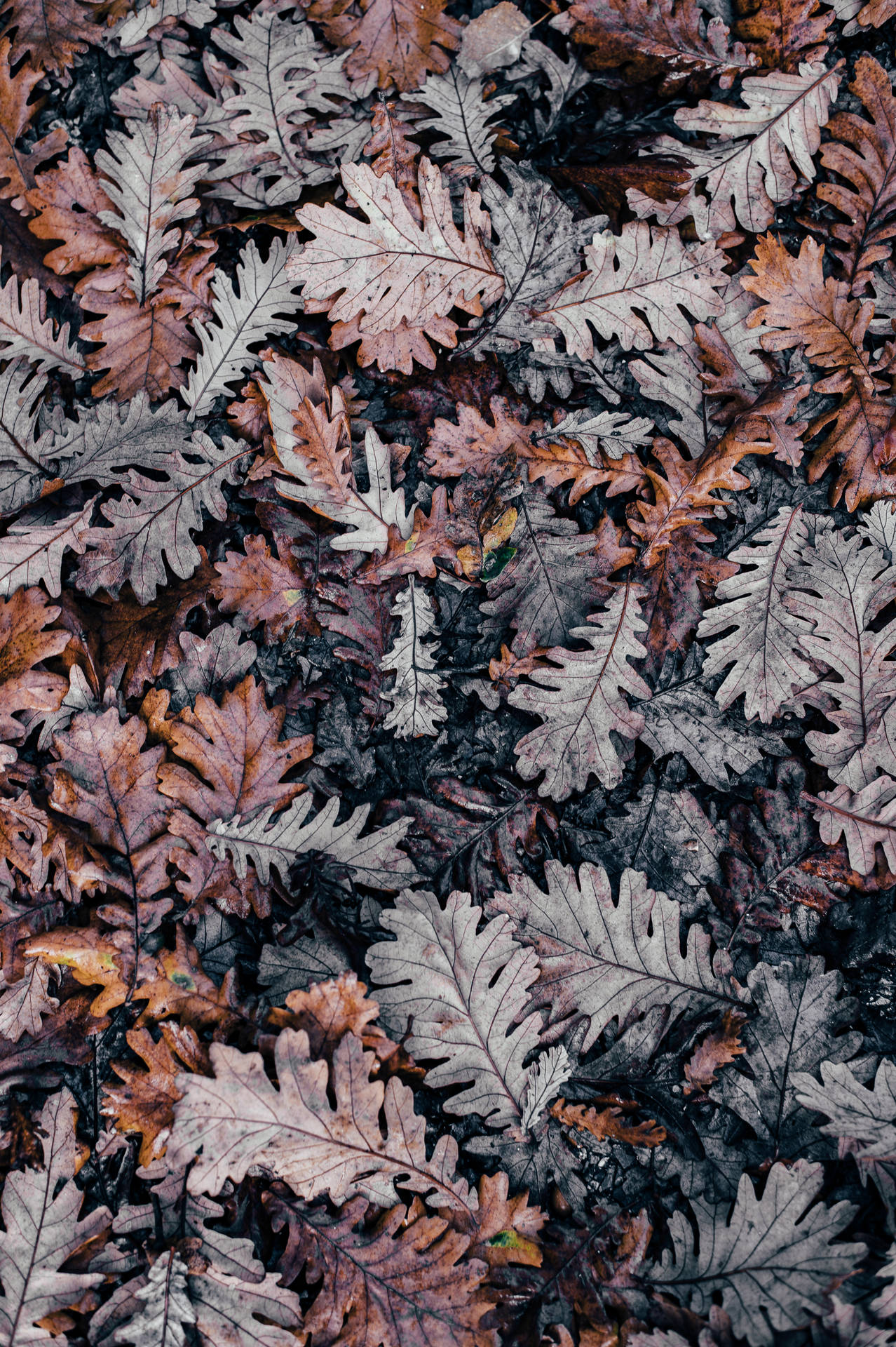 Autumn Dried Oak Leaves Background