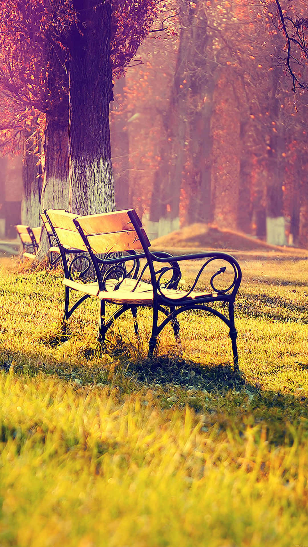 Autumn Empty Bench Nature Android Hd Background