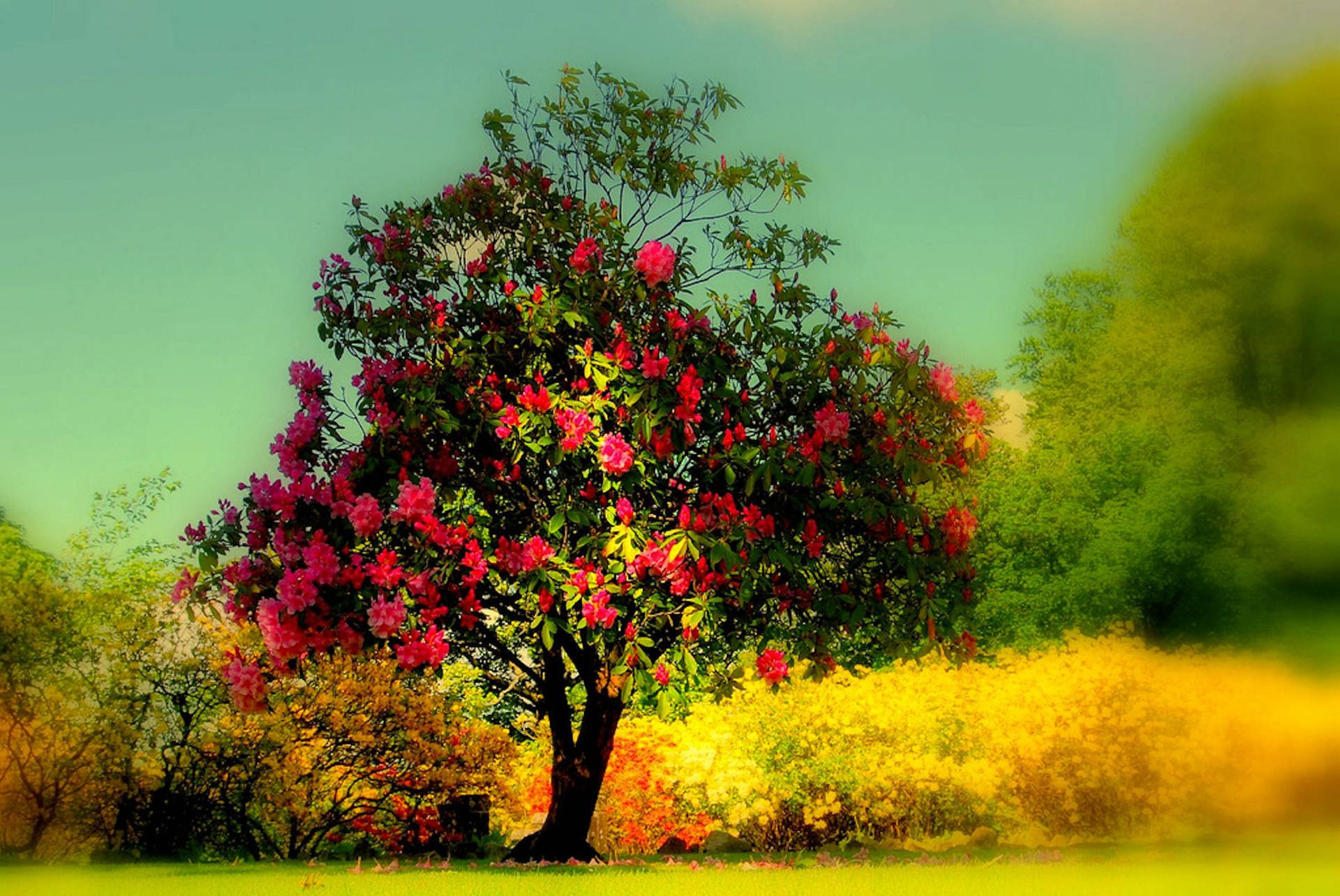 Autumn Flowering Tree Background