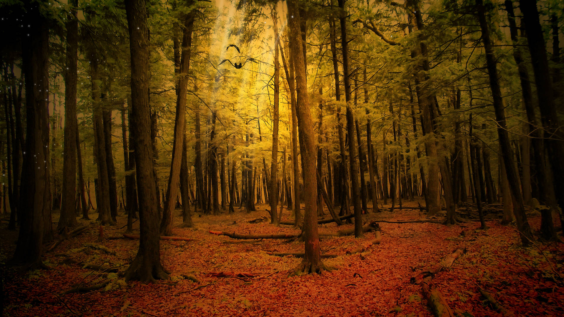 Autumn Forest And Tall Trees Background