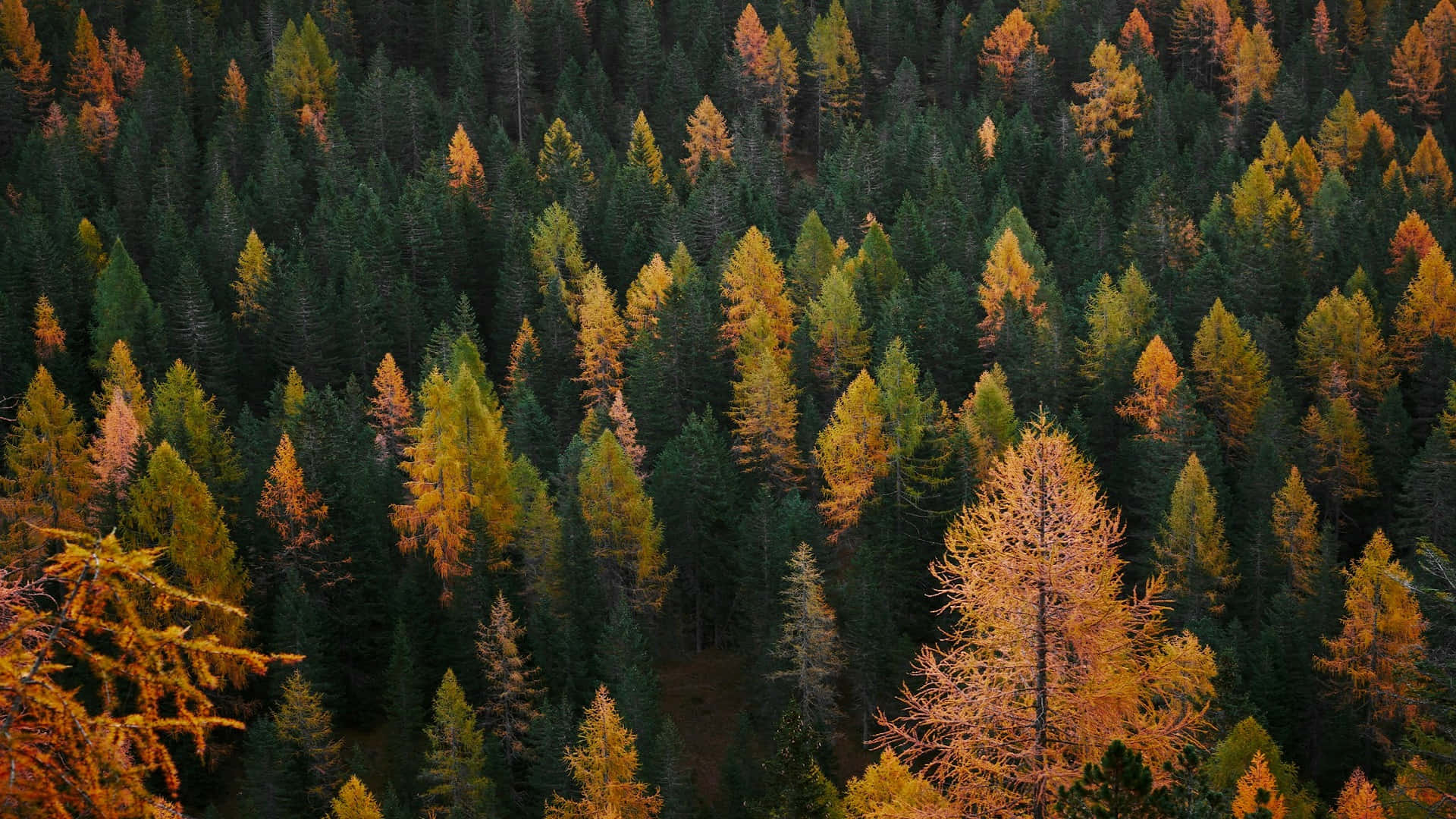 Autumn Forest Gradient.jpg Background