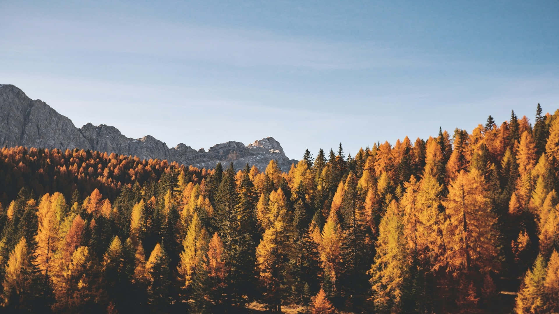 Autumn Forest Mountain Backdrop Background