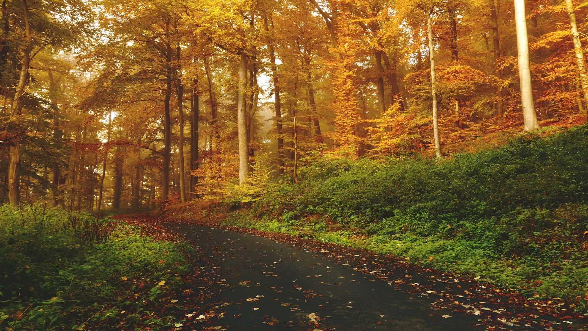 Autumn Forest Path H D Desktop Background