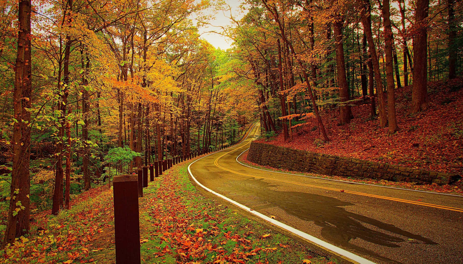 Autumn Forest Road.jpg Background
