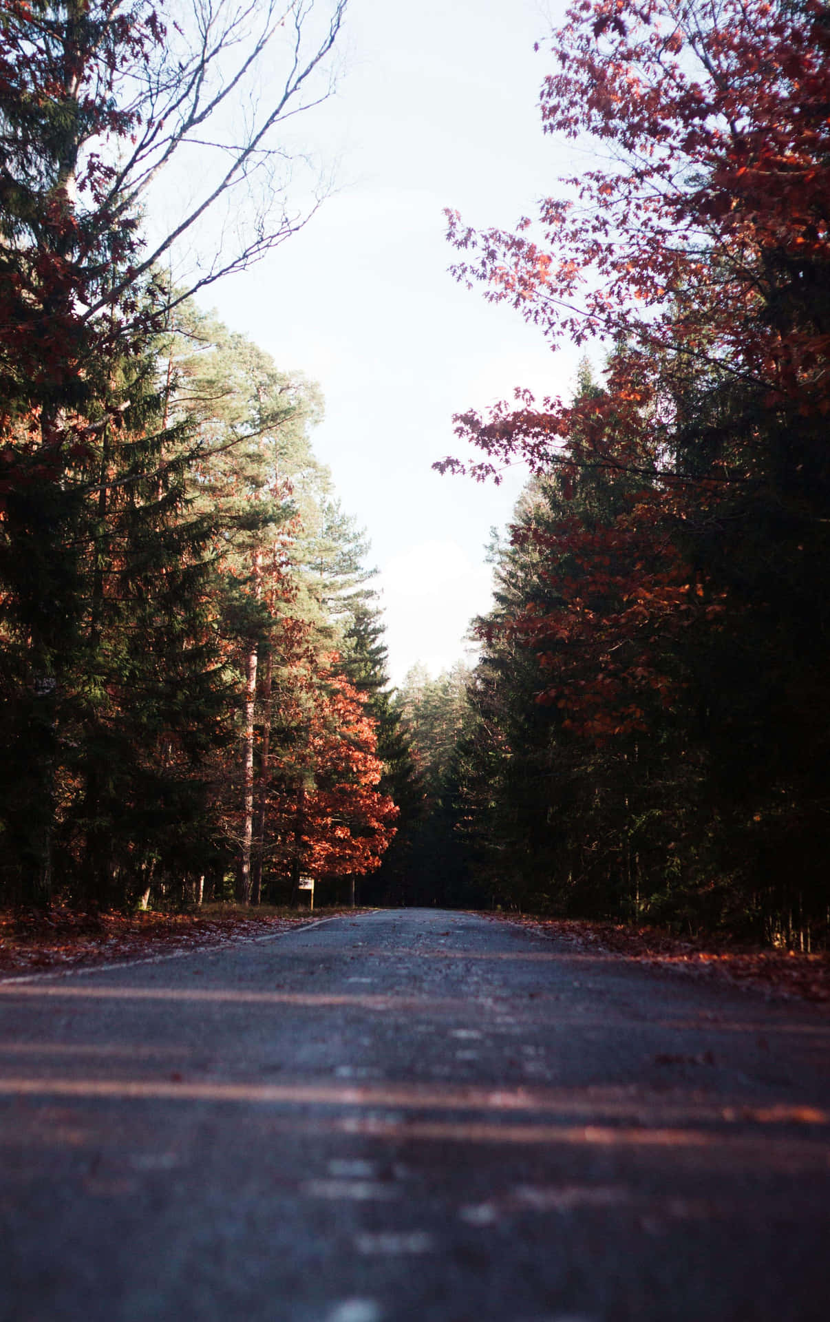Autumn Forest Road Scenery Background