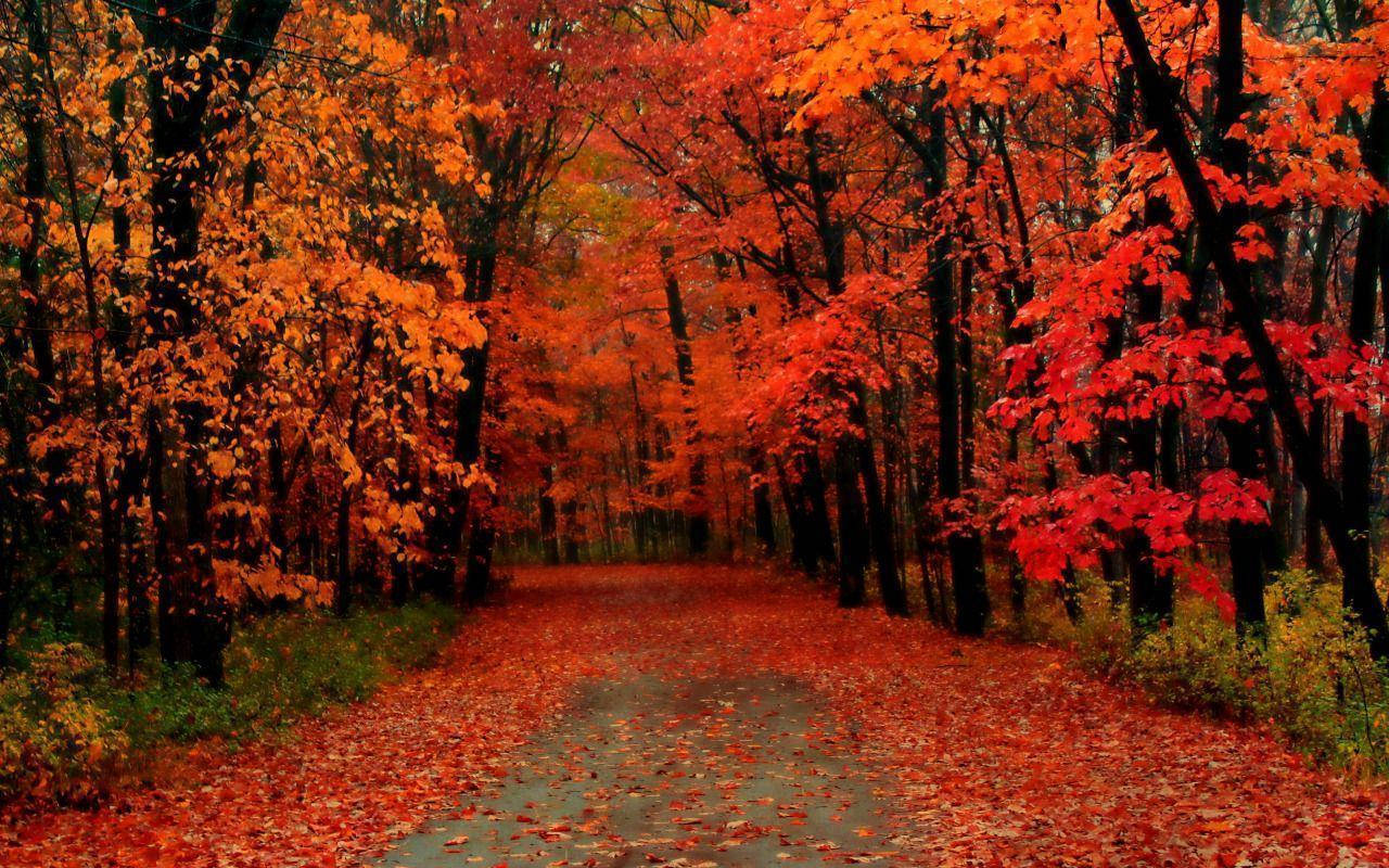 Autumn Forest Trail Wisconsin