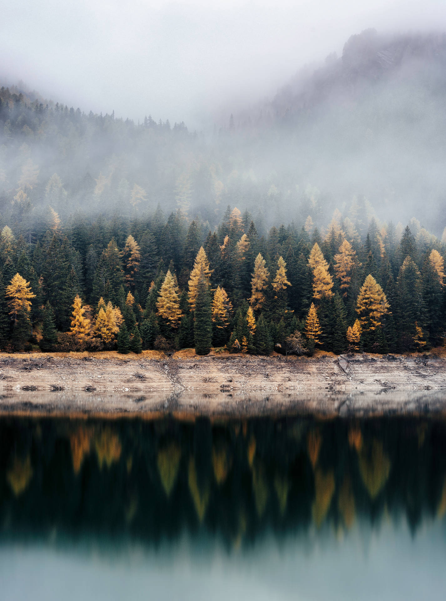 Autumn Forest Trees Reflection Background