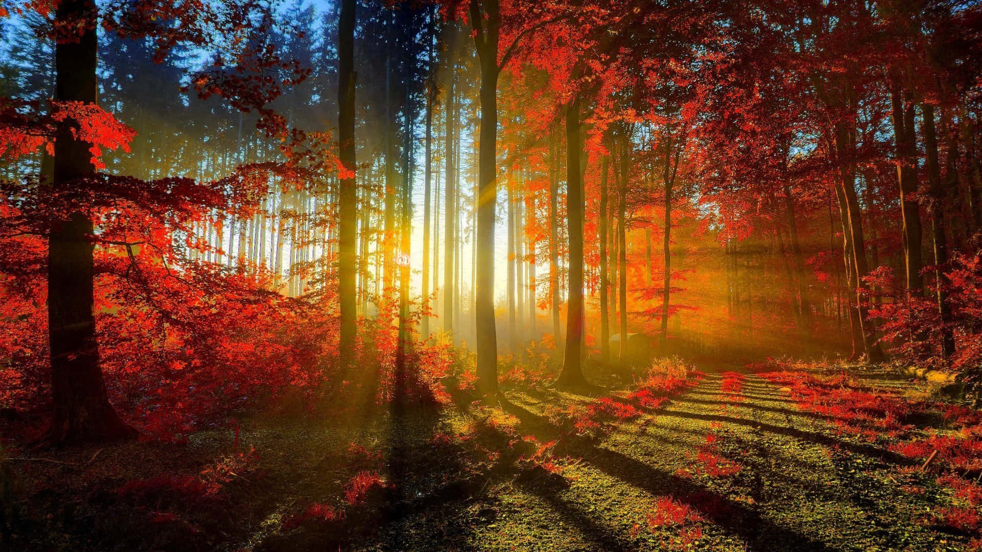 Autumn Forest With Sunlight Shining Through The Trees Background