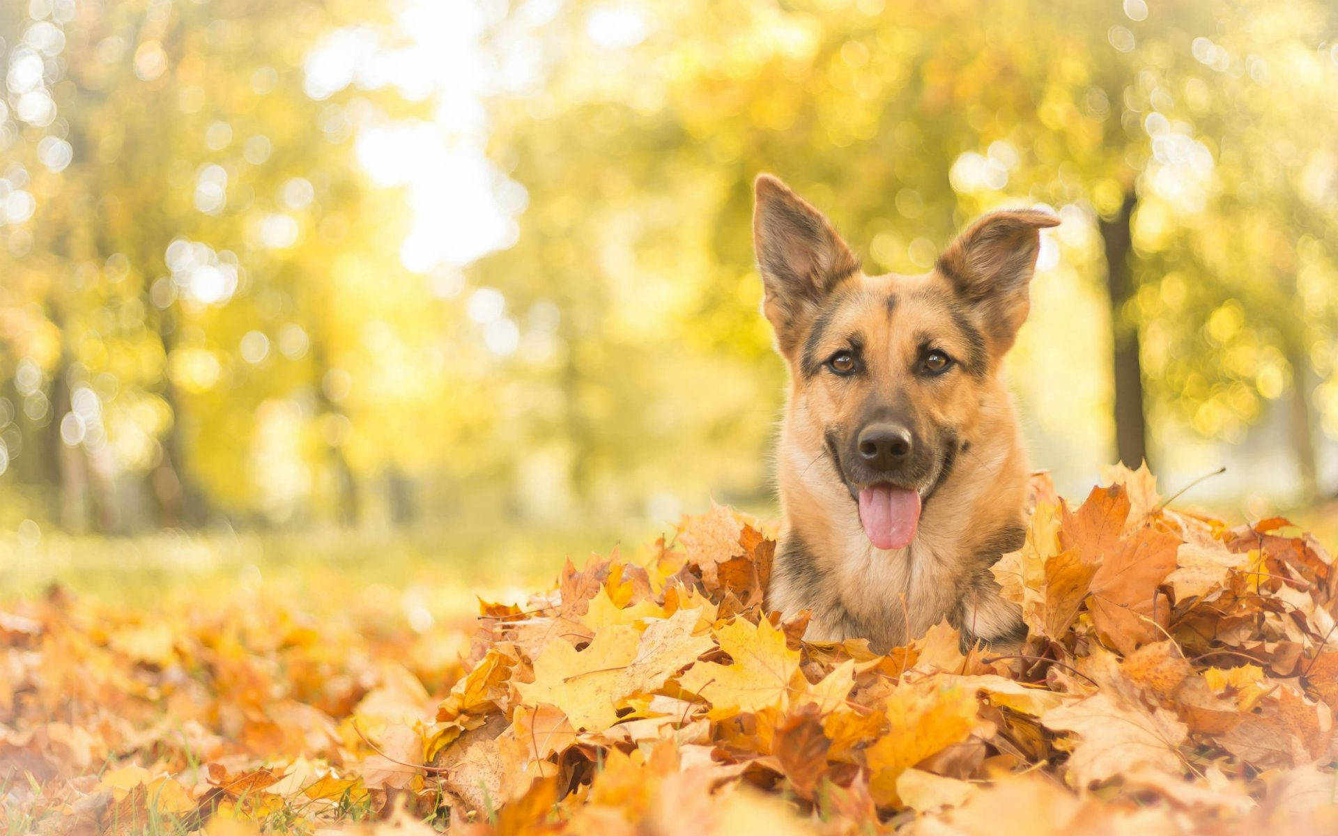 Autumn German Shepherdin Leaves.jpg Background