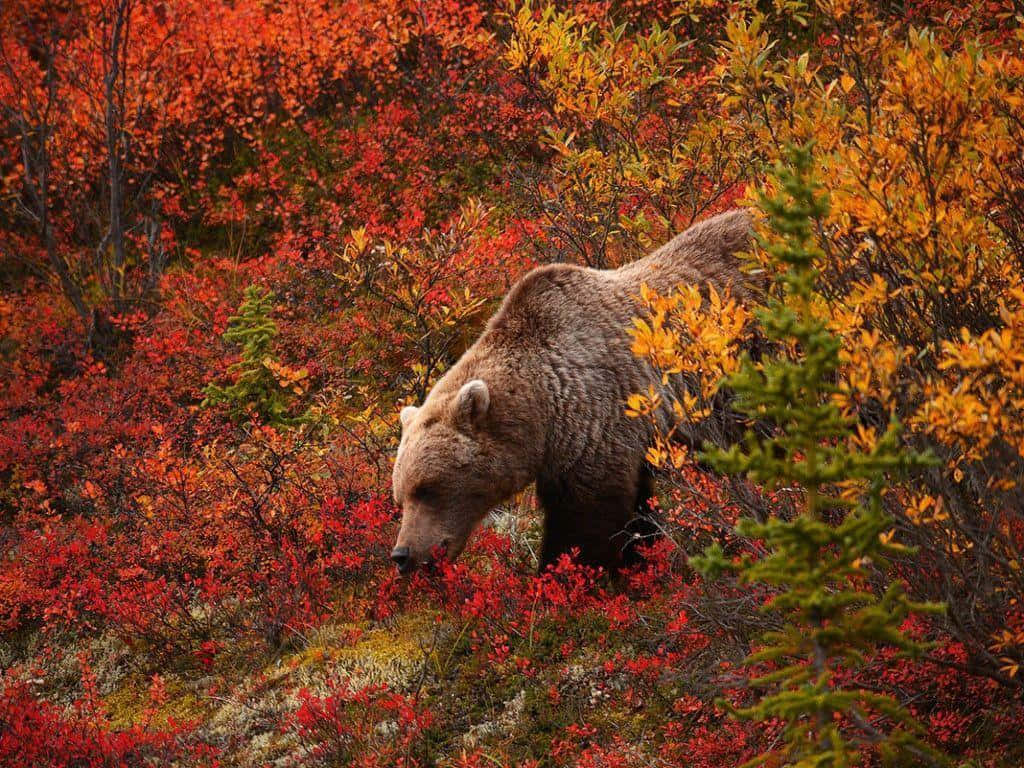 Autumn Grizzlyin Colorful Foliage Background