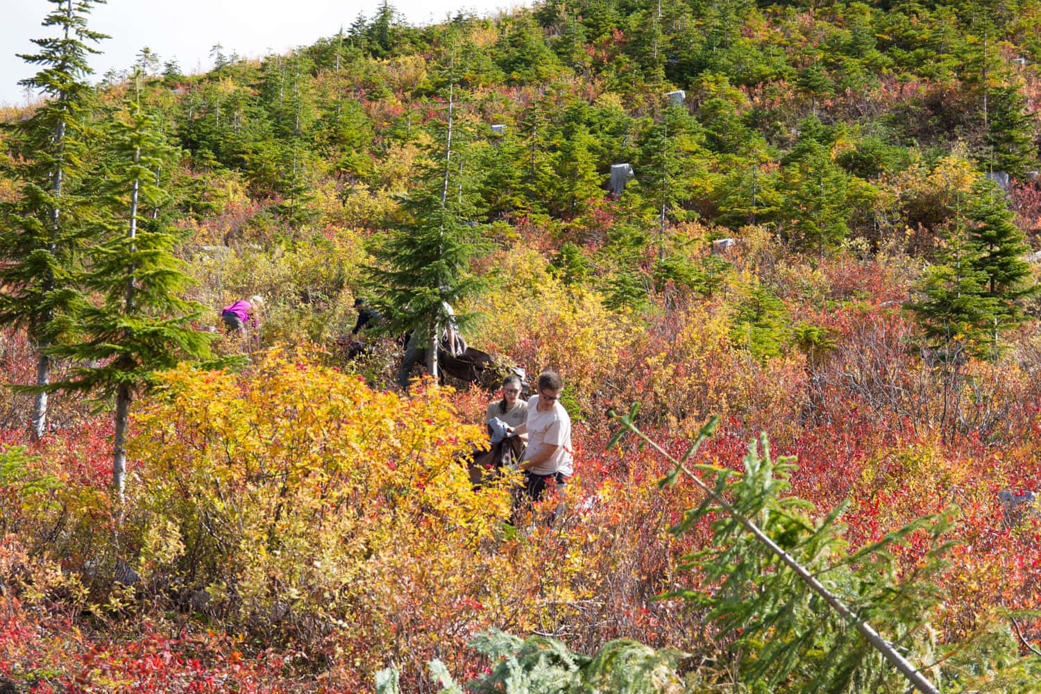 Autumn Huckleberry Picking Background