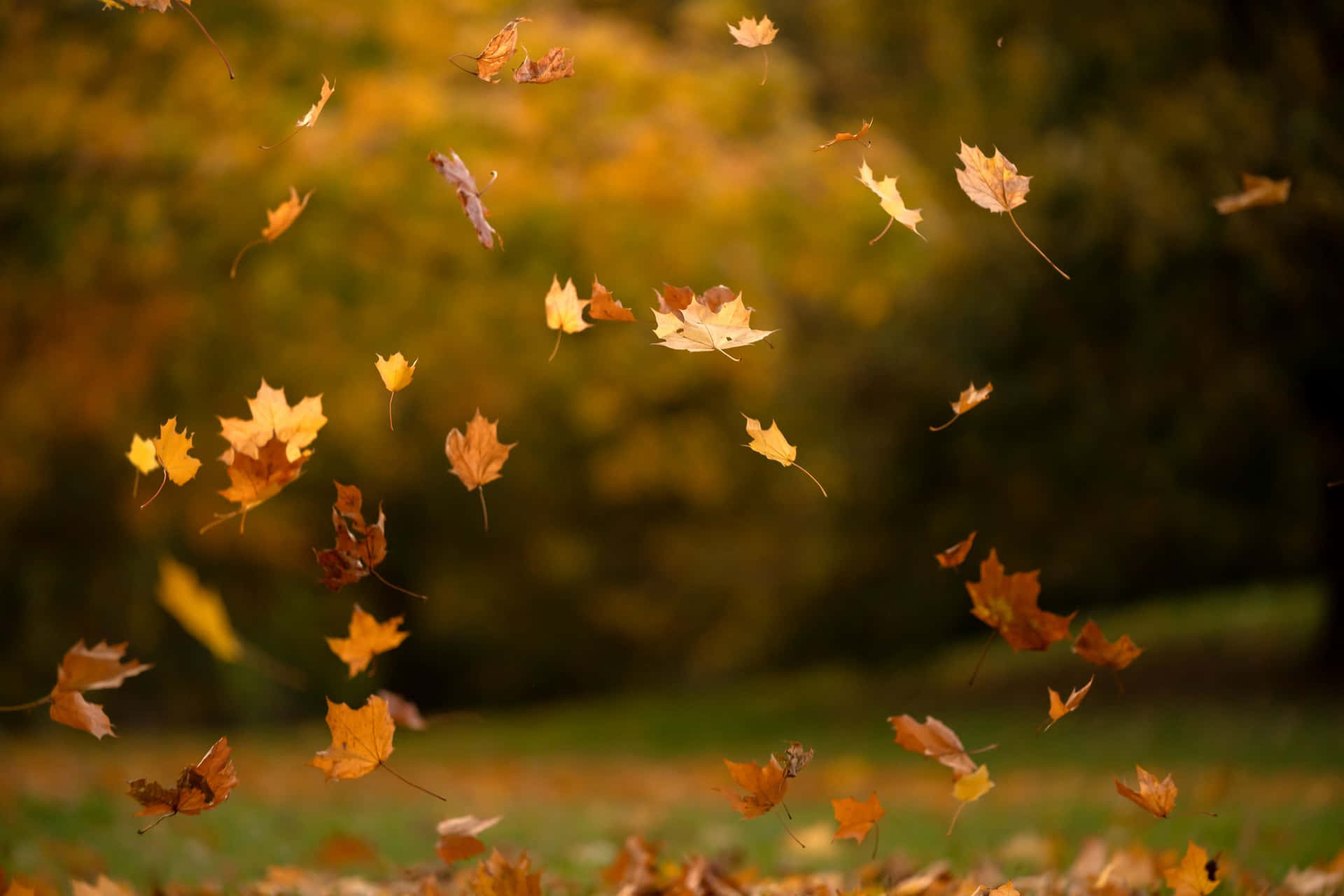 Autumn Hums Its Own Melody As The Foliage Turns Gold And Yellow Background