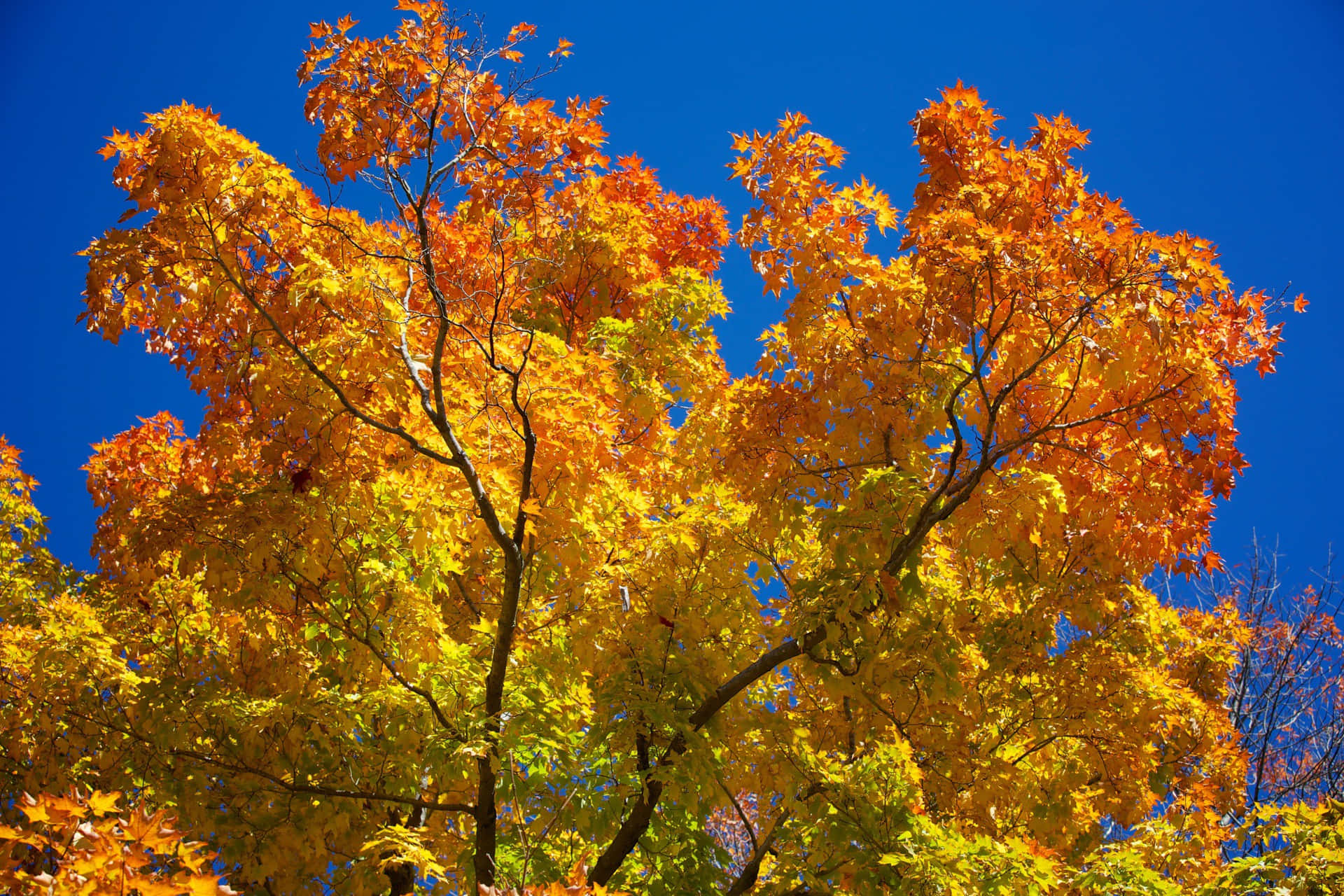 Autumn In New England Background