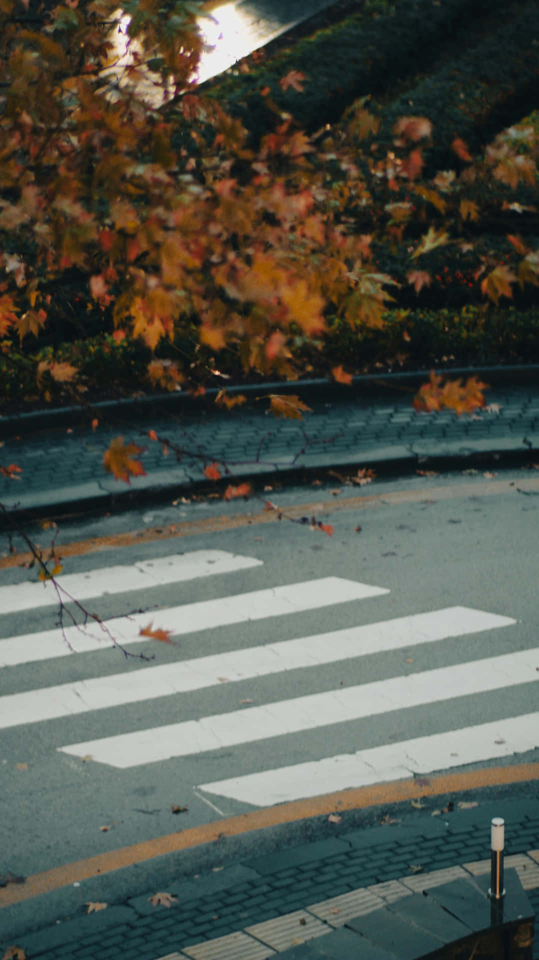 Autumn Infused Crosswalk Background