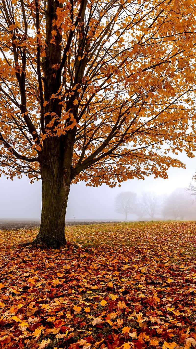 Autumn Iphone 6 Plus With A Lonely Tree Background