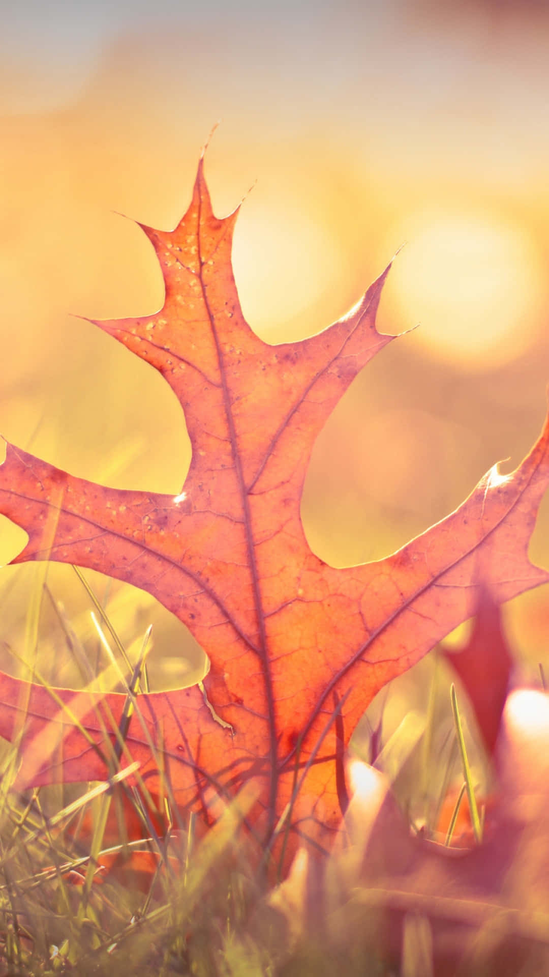 Autumn Iphone 6 Plus With A Maple Leaf Background