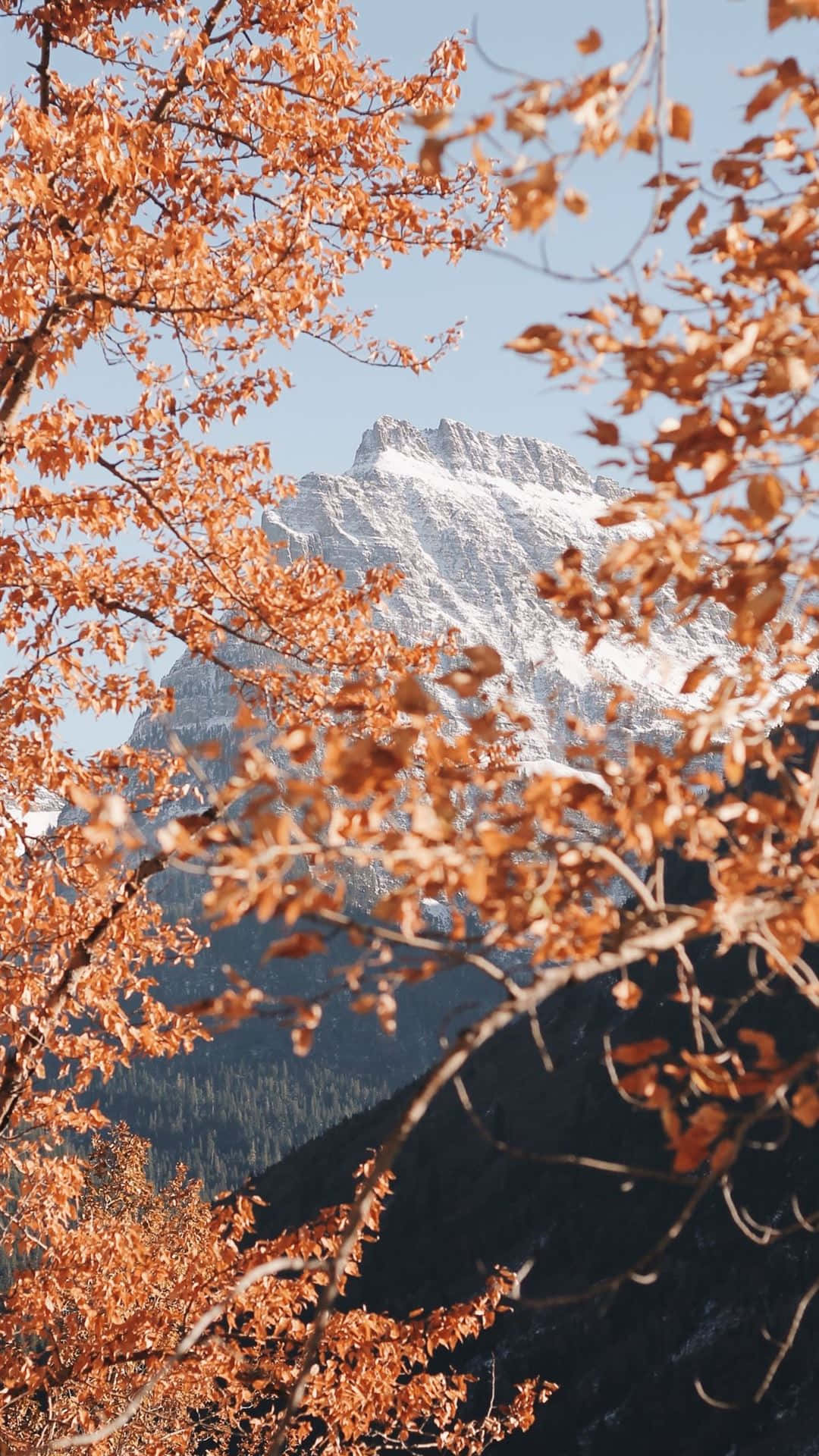 Autumn Iphone 6 Plus With A Snowy Mountain Background