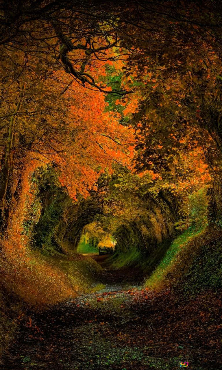 Autumn Iphone 6 Plus With A Tree Tunnel Background